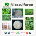 Nicosulfurão 95% TC 75% WDG / WP 40g / L SC / OF CAS 111991-09-4